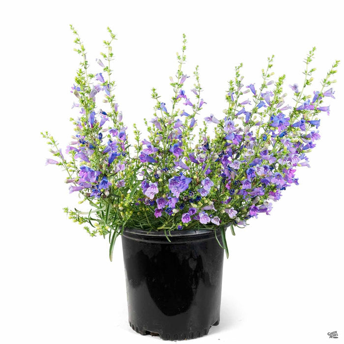 Foothill Penstemon 'Margarita BOP' 2 gallon