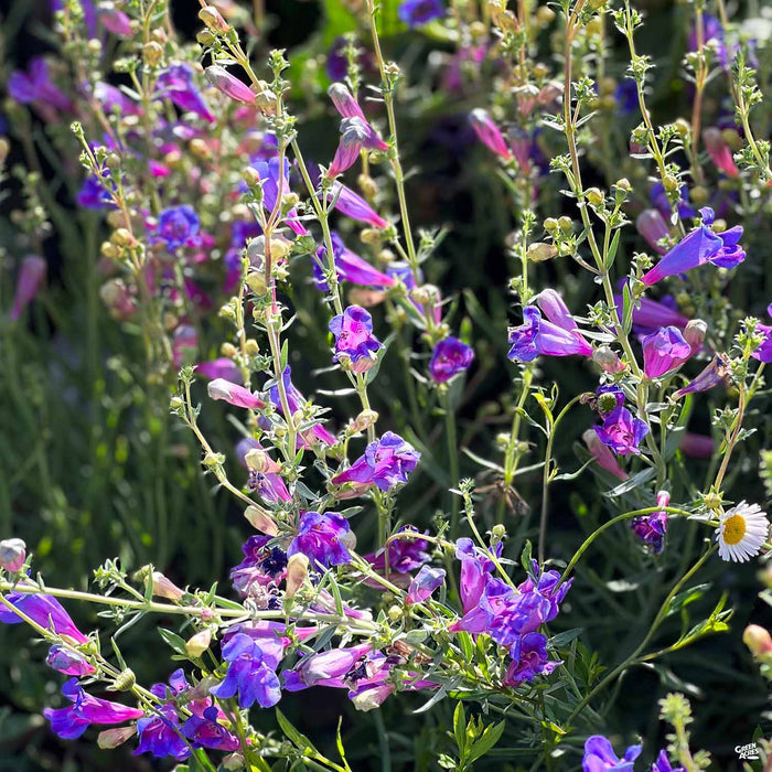 Foothill Penstemon 'Margarita BOP'