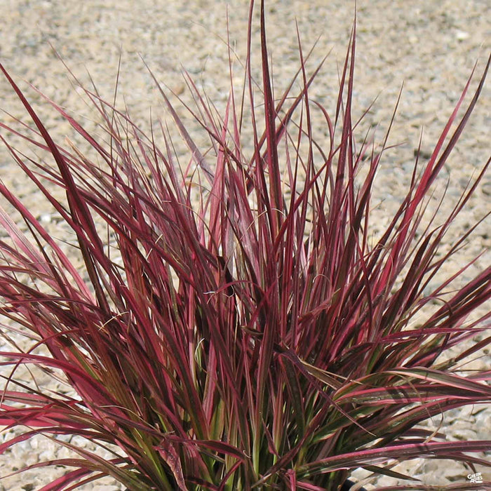 Fountain Grass 'Fireworks'