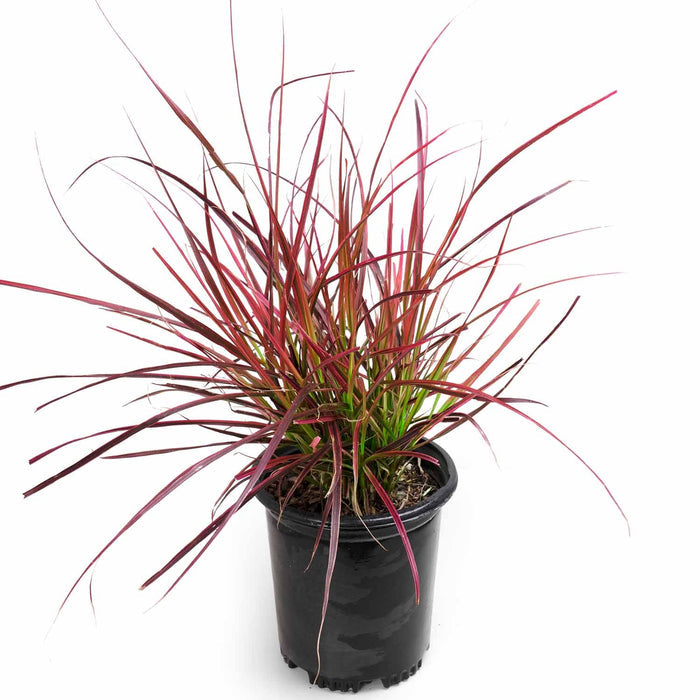 Fountain Grass 'Fireworks' 1 gallon