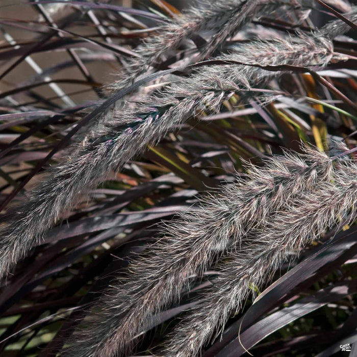 Fountain Grass 'First Knight'