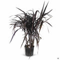 Fountain Grass 'First Knight' 3 gallon