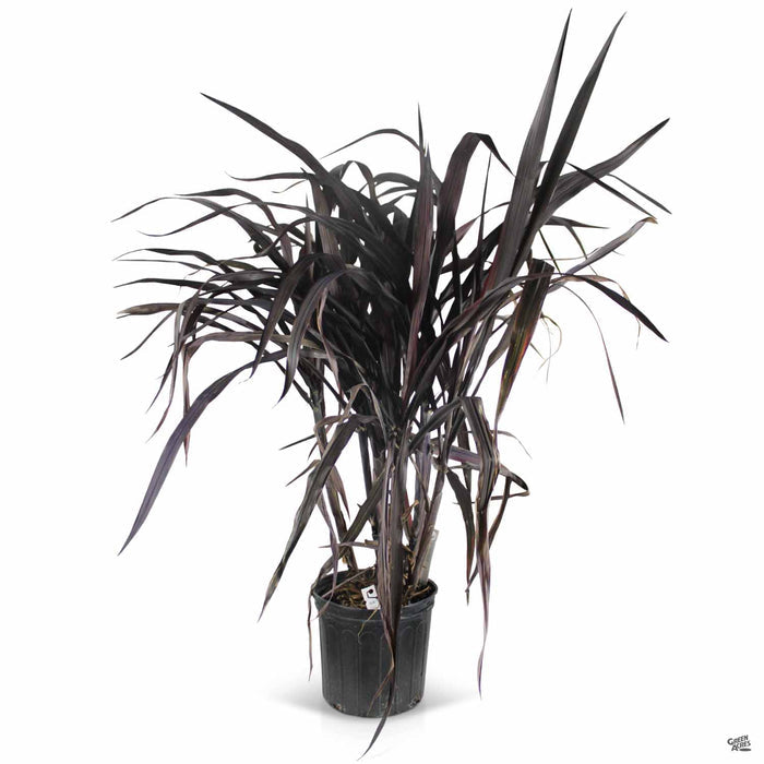 Fountain Grass 'First Knight' 3 gallon