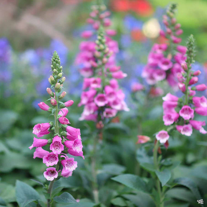 Foxglove