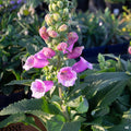 Foxglove