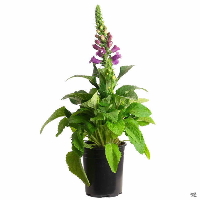 Foxglove 1 gallon