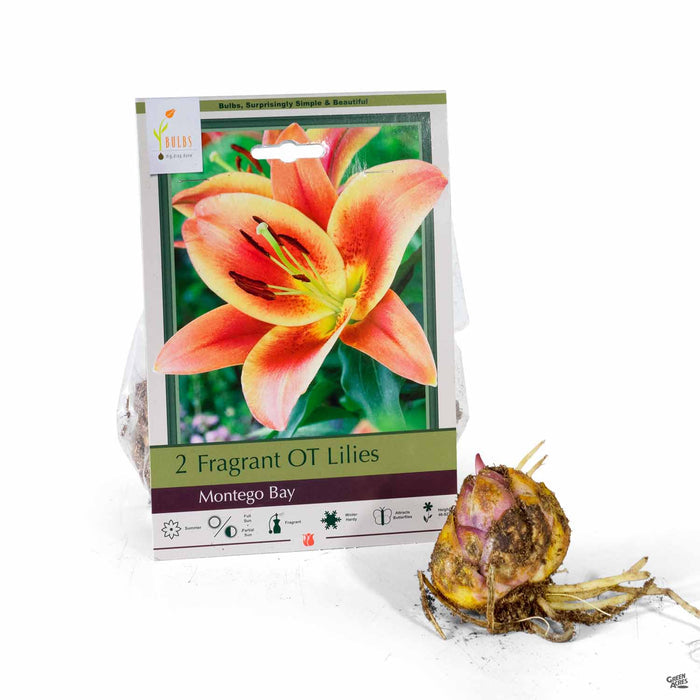 Fragrant OT Lilies Montego Bay 2- pack