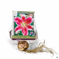 Fragrant Lilies Stargazer 2-pack