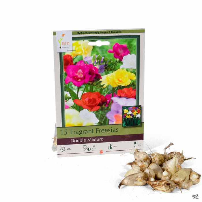 Fragrant Freesias Double Mixture 15-pack