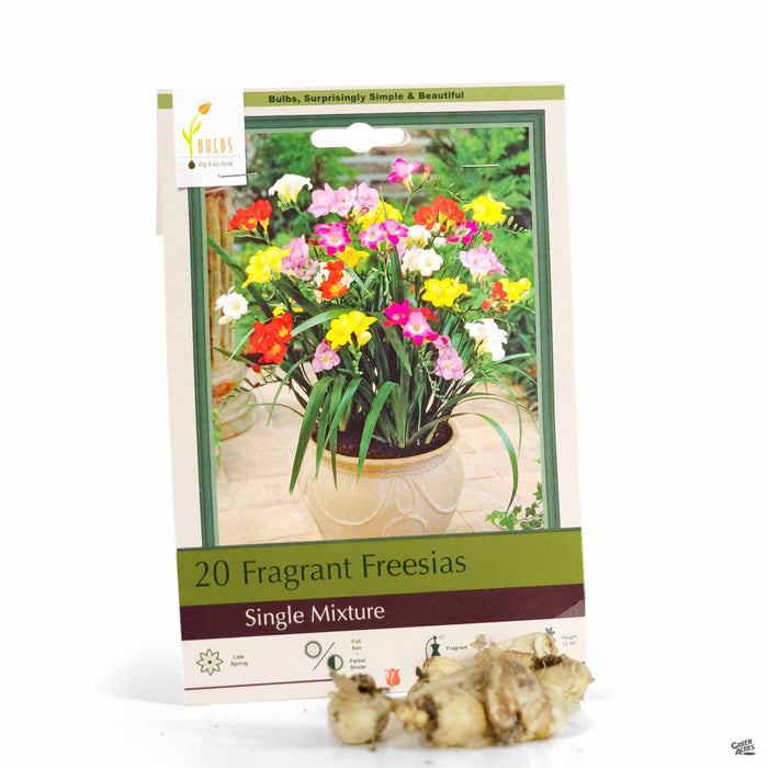 Fragrant Freesia Single Mixture