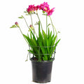 Freesia 1 gallon