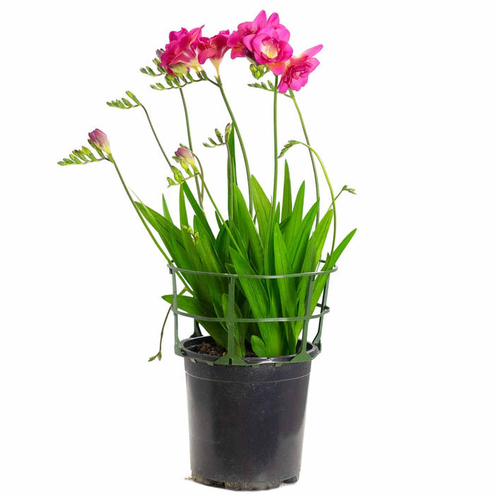 Freesia 1 gallon
