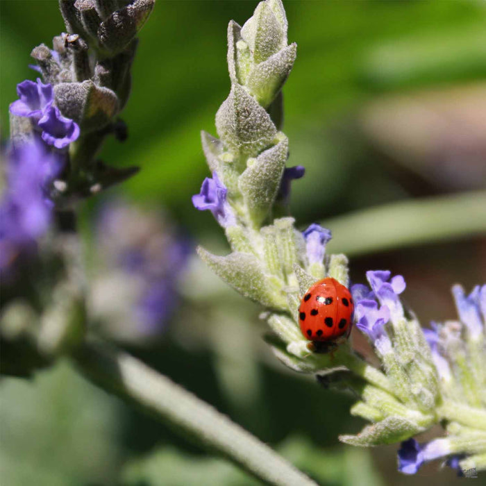 Ladybug on Lavandula dentata
