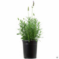 French Lavender 1 gallon