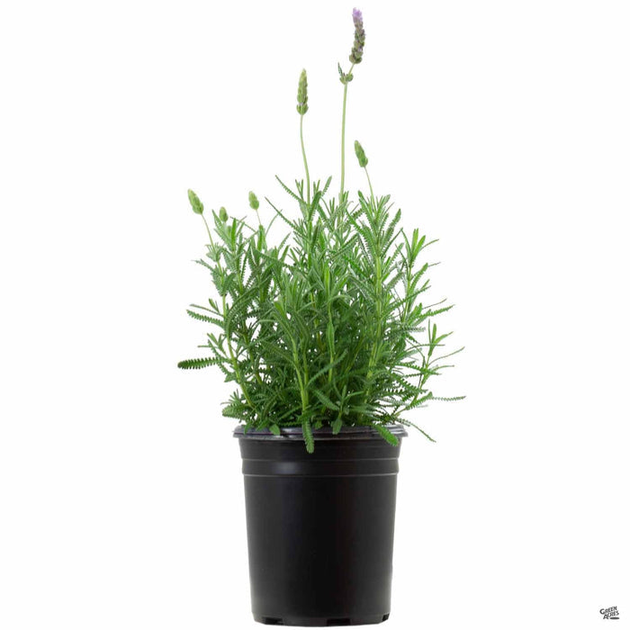 French Lavender 1 gallon