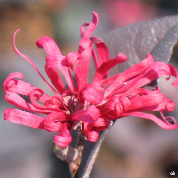Fringe Flower 'Chang Nian Hong'