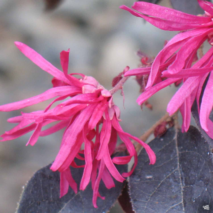 Fringe Flower 'Chang Nian Hong'