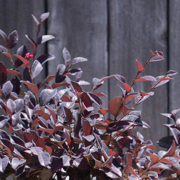 Fringe Flower 'Chang Nian Hong'