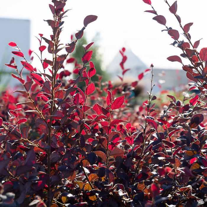Fringe Flower 'Chang Nian Hong'