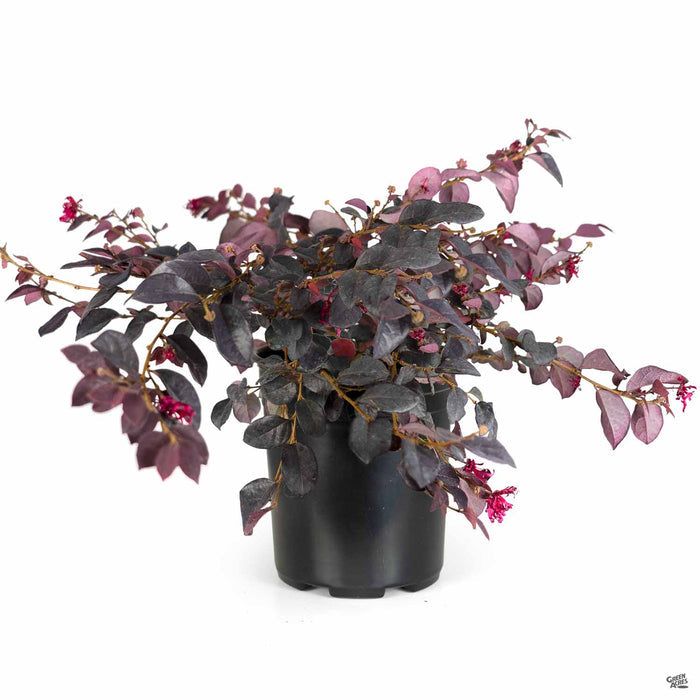 Fringe Flower Chang Nian Hong 1 gallon