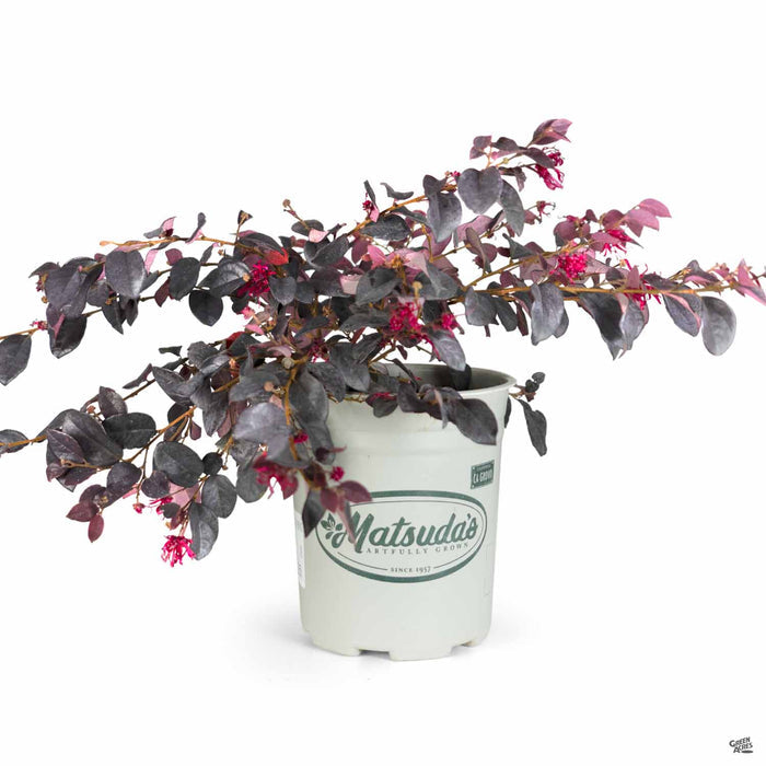 Fringe Flower Chang Nian Hong 1 gallon Matsudas