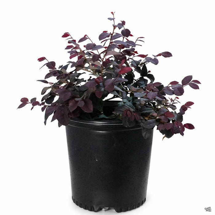 Fringe Flower 'Chang Nian Hong' 2 gallon