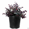 Fringe Flower 'Chang Nian Hong' 2 gallon