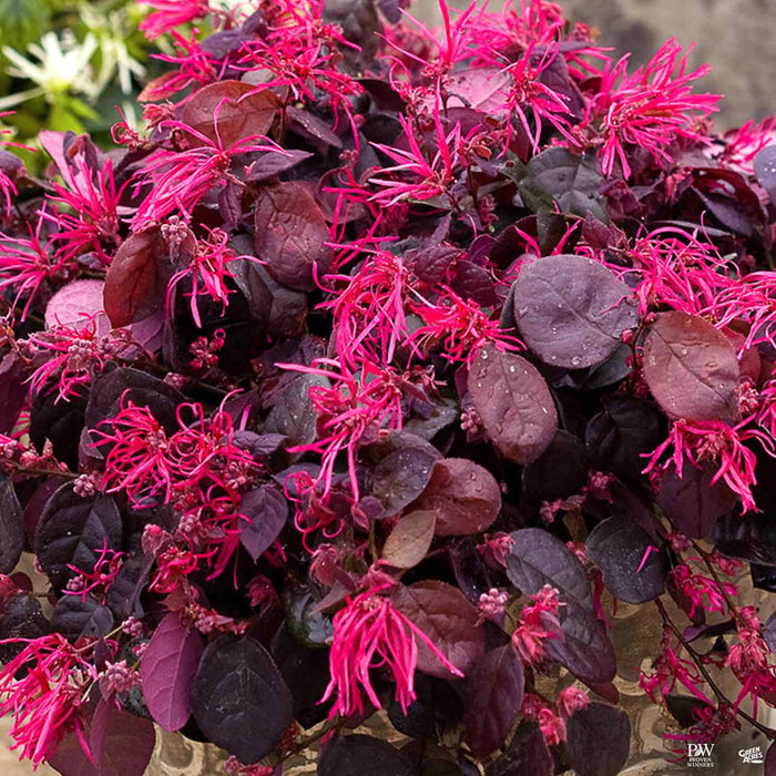 Loropetalum 'Jazz Hands Bold'