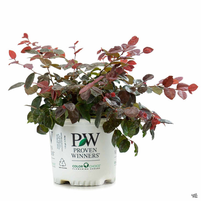 Loropetalum 'Jazz Hands Bold' 01T