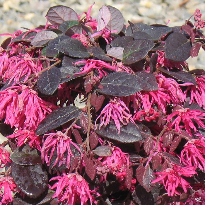 Fringe Flower 'Jazz Hands Dwarf Pink'
