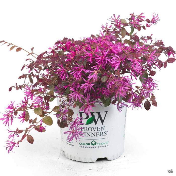 Fringe Flower 'Jazz Hands Dwarf Pink' 01T