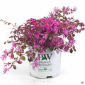 Fringe Flower 'Jazz Hands Dwarf Pink' 01T