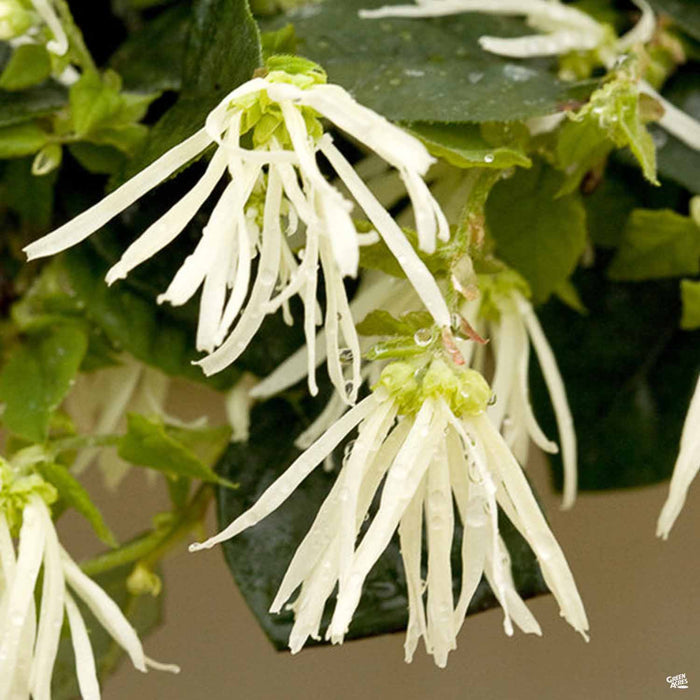 Fringe Flower 'Jazz Hands Dwarf White'