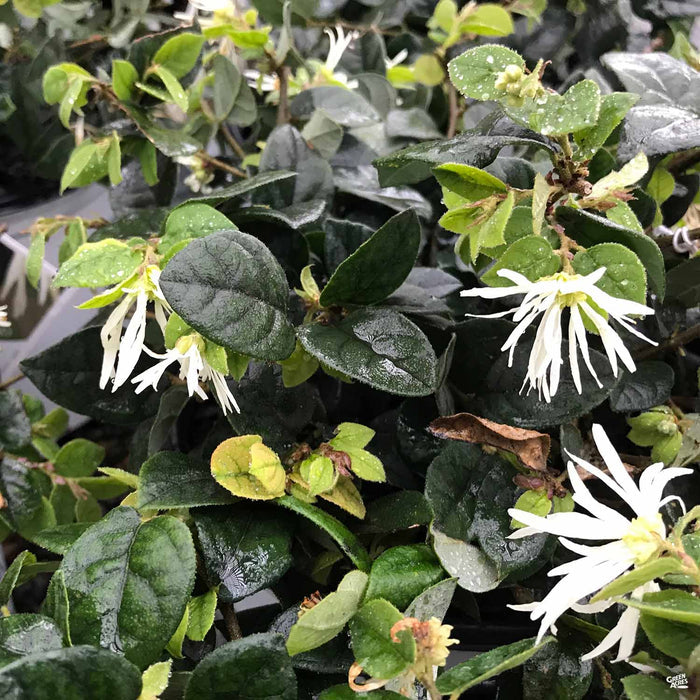 Fringe Flower 'Jazz Hands Dwarf White'
