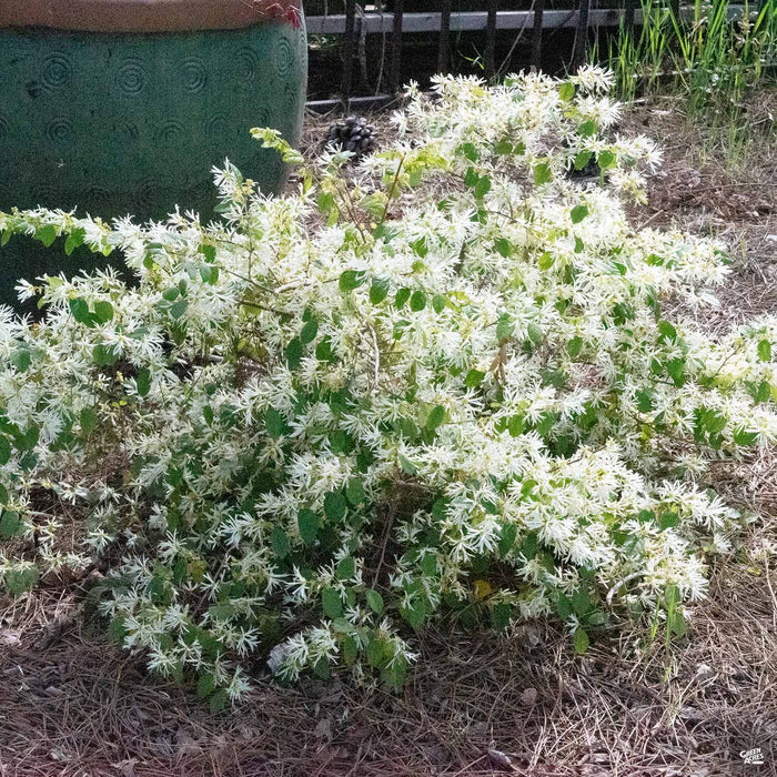 Fringe Flower Jazz Hands Dwarf White