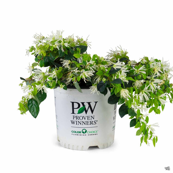 Fringe Flower 'Jazz Hands Dwarf White' 01T