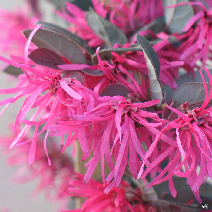 Fringe Flower 'Purple Majesty'