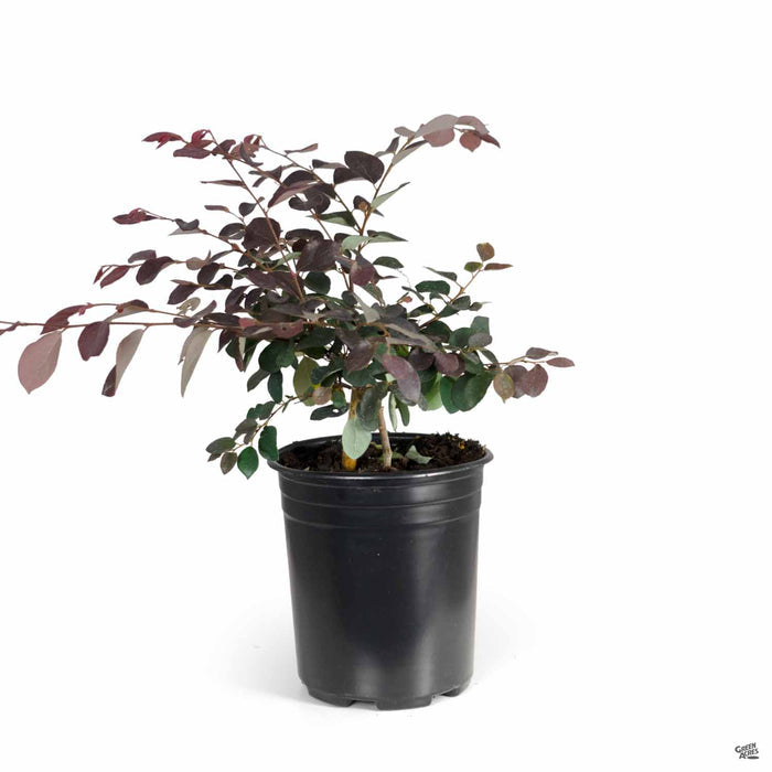 Fringe Flower Purple Majesty 1 gallon
