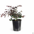 Fringe Flower Purple Majesty 1 gallon