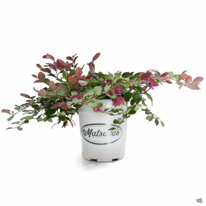 Fringe Flower 'Purple Majesty' 1 gallon