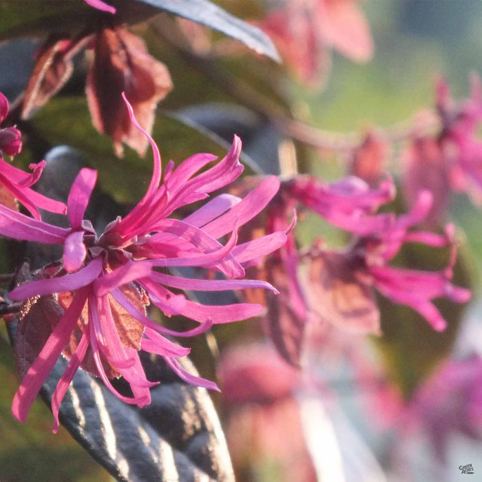 Loropetalum 'Rubrum'