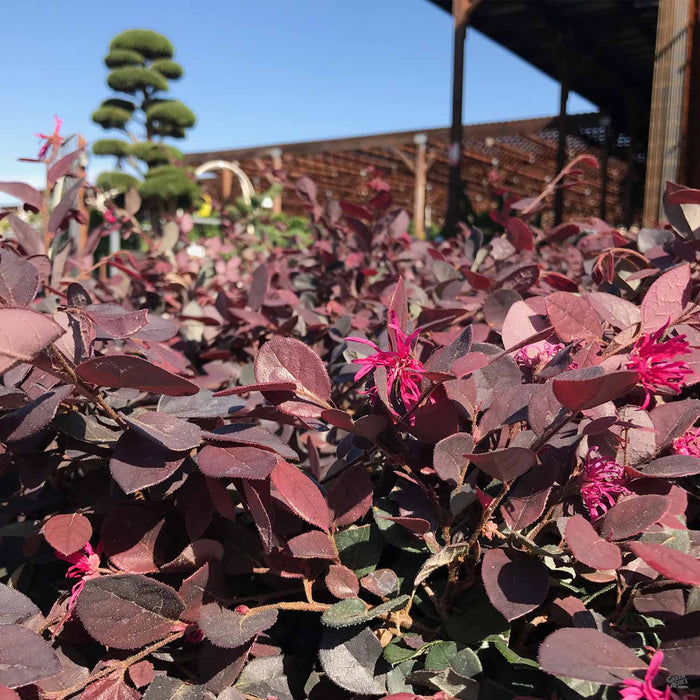 Loropetalum 'Rubrum'