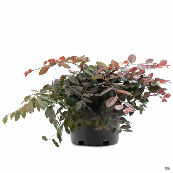 Fringe Flower 'Rubrum' 2 gallon