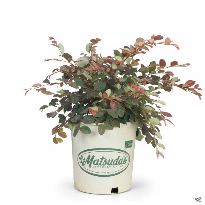 Fringe Flower Rubrum 2 gallon Matsudas