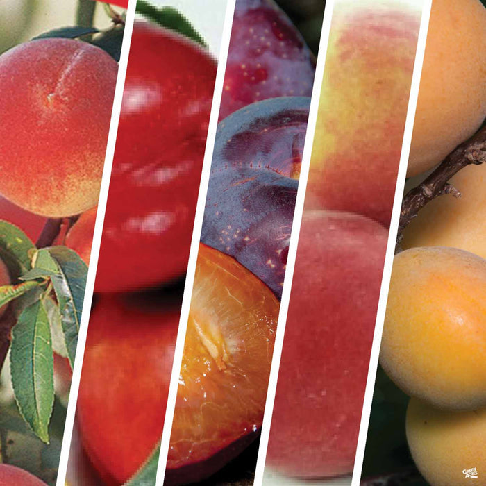 Fruit Salad Multi-Graft Combo Number 1