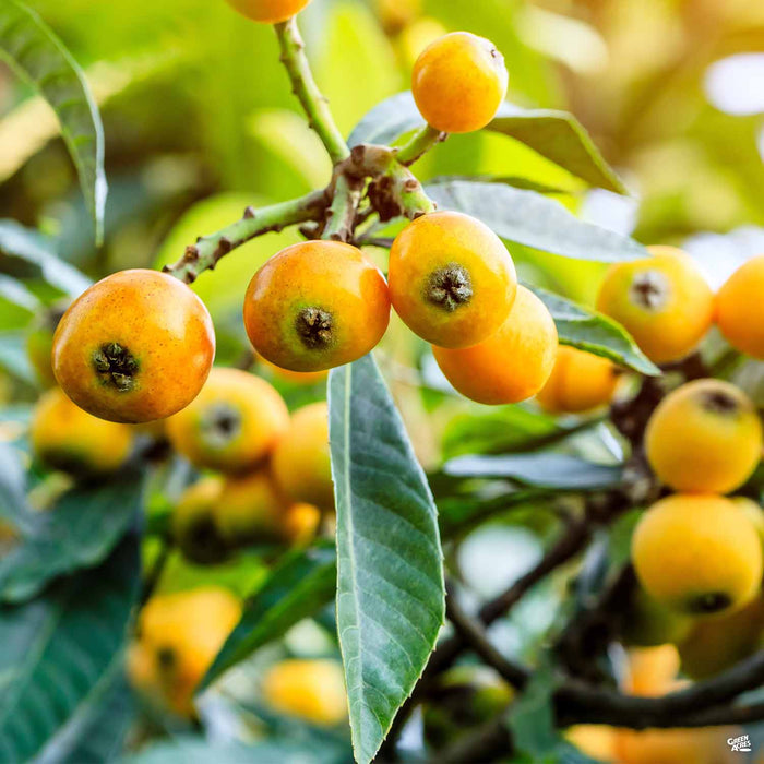 Loquat