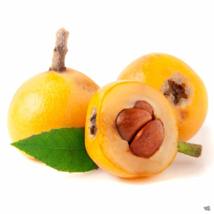 Loquat