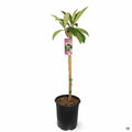 Loquat Big Jim 5 gallon