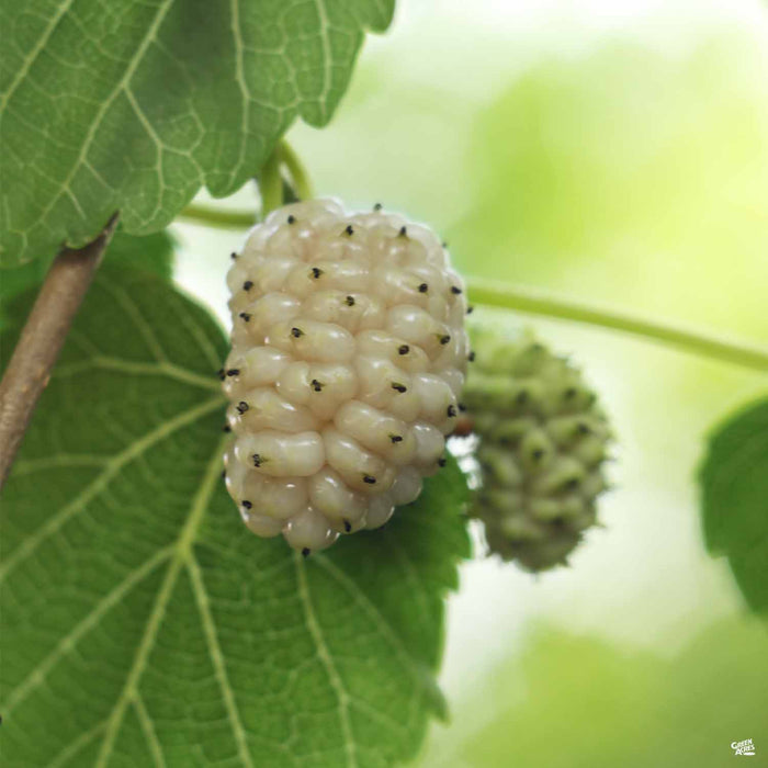 Fruiting Mulberry White