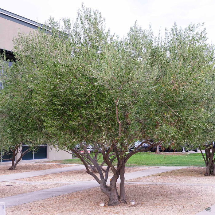 Fruitless Olive